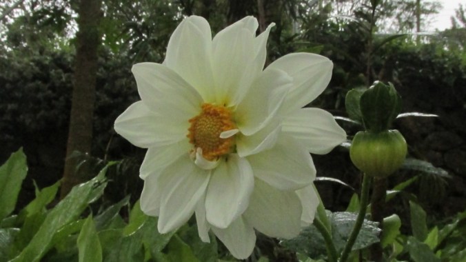 Collerette Dahlia