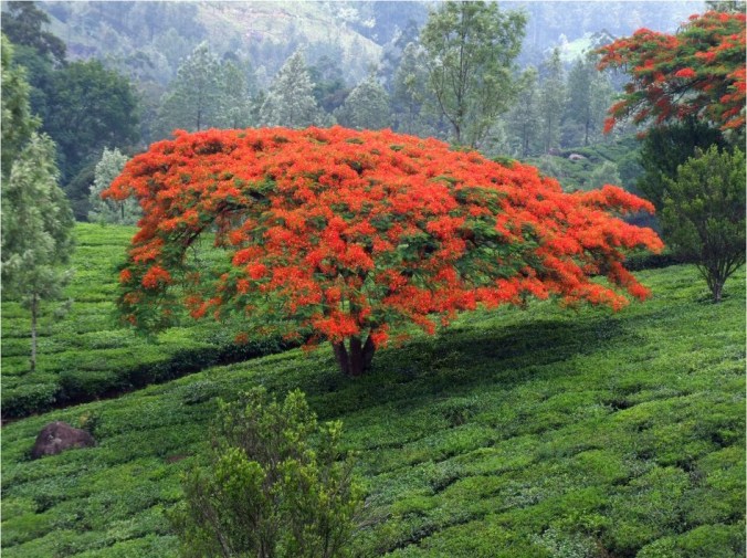 Photo credits: Ramesh Kidangoor