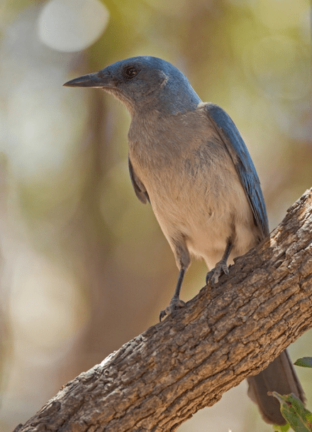Mexican Jay by Brian Magnier - RAXA Collective