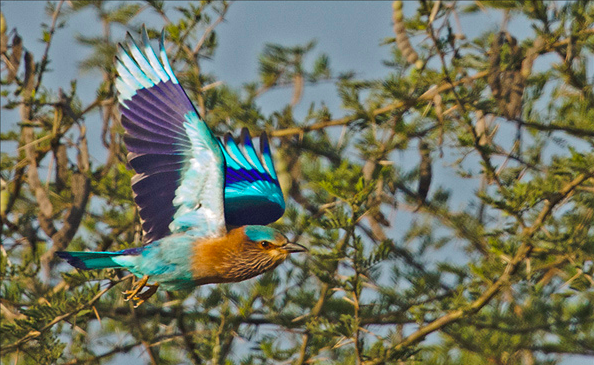 Indian Roller by Eash Hoskote - La Paz Group