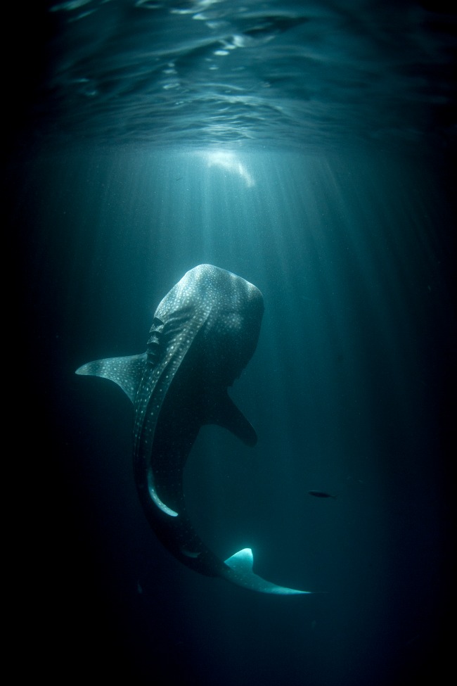 05SharksPeople@Thomas P. Peschak