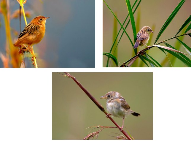 Bright headed cistolas by Sudhir Shivaram - RAXA Collective