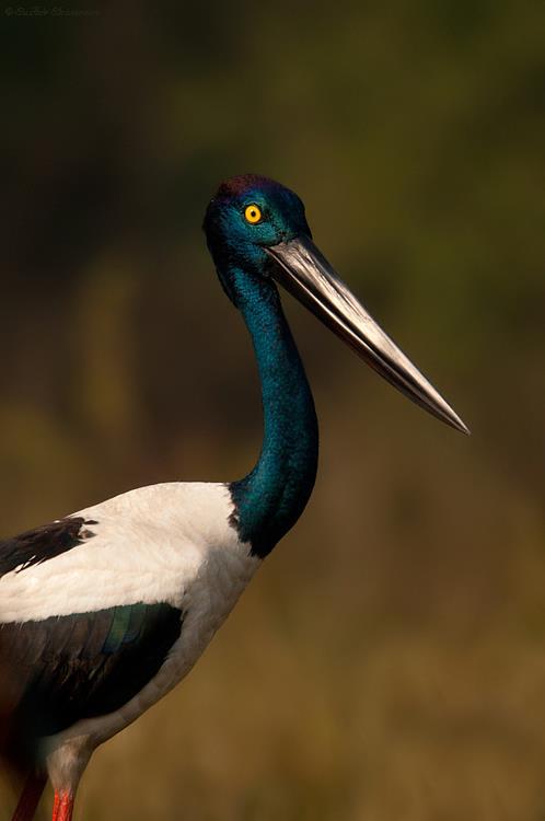 Black-Necked Stork by Sudhir Shivaram - La Paz Group