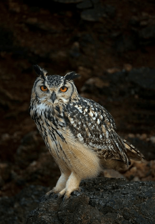 Eurasian Eagle Owl by Sudhir Shivaram - La Paz Group