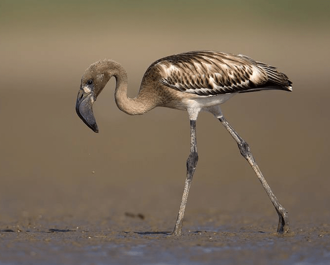 Lesser Flamingo by Sudhir Shivaram - La Paz Group