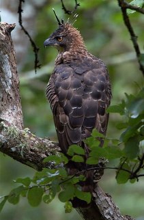 Mountain Hawk Eagle by Sudhir Shivaram - RAXA Collective