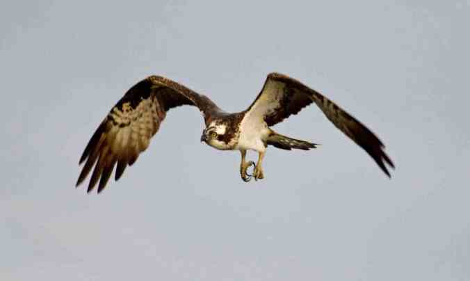 Osprey by Brinda Suresh - RAXA Collective