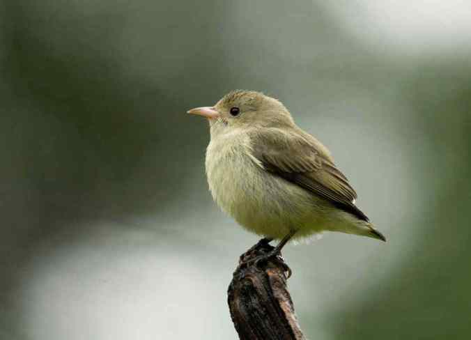 Pale-billed Flowerpecker by Brinda Suresh - RAXA Collective