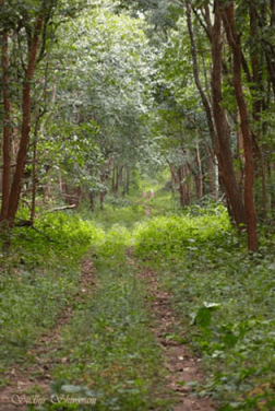 Lakkavalli Forest Range, Bhadra Wildlife Sanctuary