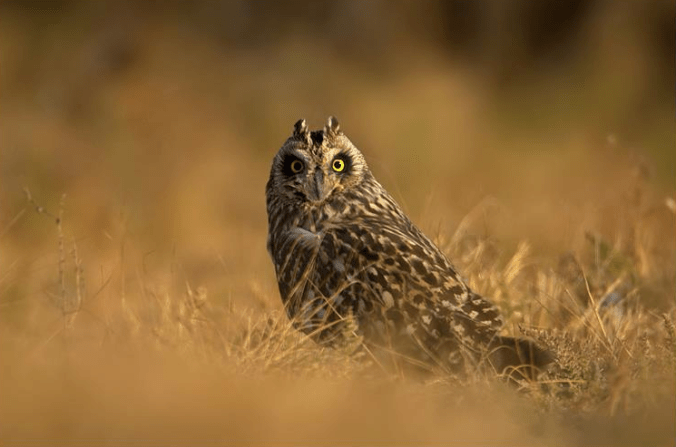 Short-eared owl by Sudhir Shivaram - La Paz Group