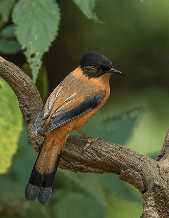 Rufus Sibia by Sudhir Shivaram - RAXA Collective Rufous Sibia by Sudhir Shivaram - La Paz Group