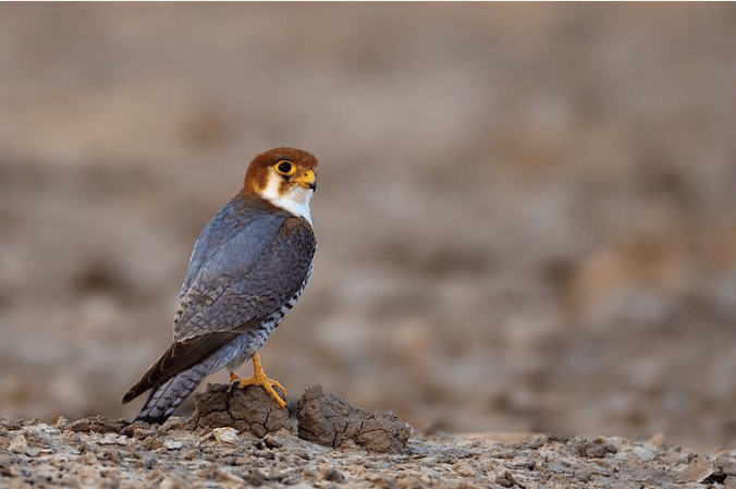 Red-headed Merlin by Sudhir Shivarm - La Paz Group