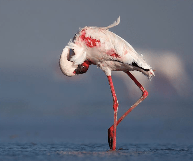 Greater Flamingo by Sudhir Shivaram - La Paz Group