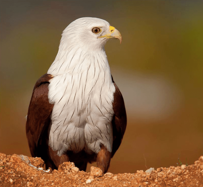 Brahminy Kite by Sudhir Shivaram - La Paz Group