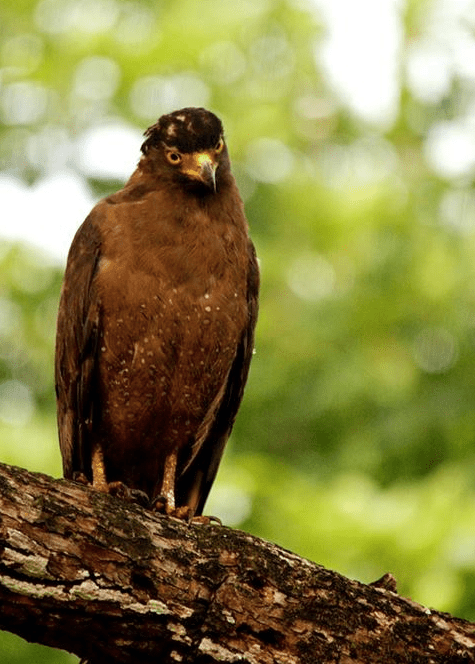 Crested Serpent Eagle by Srinivasa Addepalli - La Paz Group