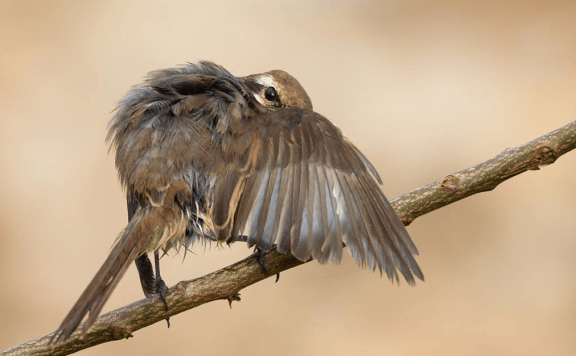 Brown shrike by Sudhir Shivaram - RAXA Collective