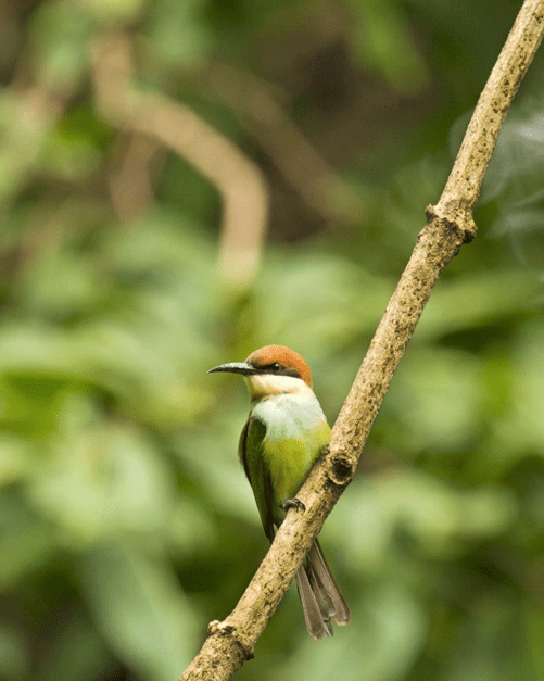 Chestnut-headed Bee-eater by Brinda Suresh - Organikos