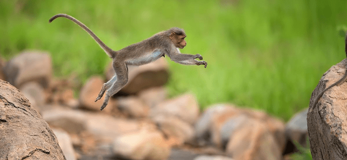 Bonnet Macaque by Sudhir Shivaram - RAXA Collective