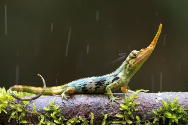 The lizard’s superschnoz on display. Photograph by Alejandro Arteaga, tropicalherping.com