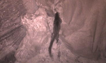 Spotted: the surprise sighting of the tiger quoll in the Grampians national park. Photograph: Parks Victoria