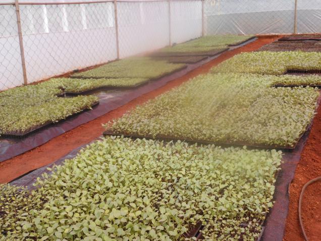 The Hindu. The cool season vegetable nursery of the Seed Processing Plant, Alathur, Palakkad under VFPCK.