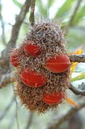Fruit of Banksia aemula