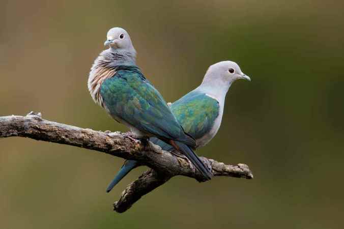 Green Imperial Pigeons by Sudhir Shivaram - La Paz Group
