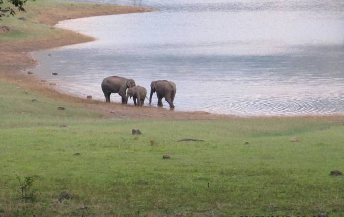 elephants near the lake