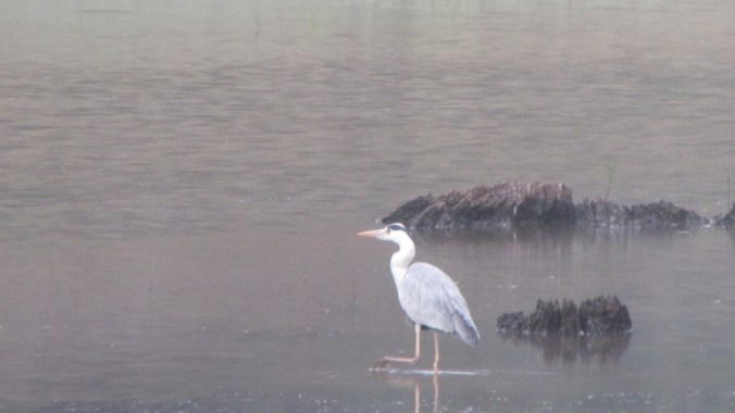 Grey Heron