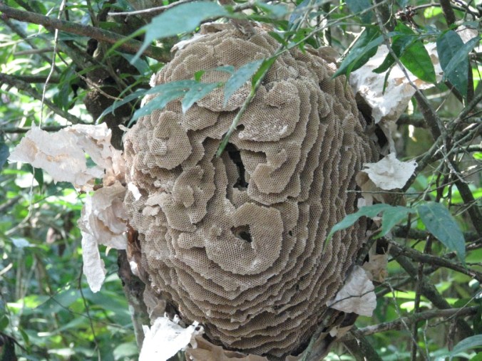 flying ants nest