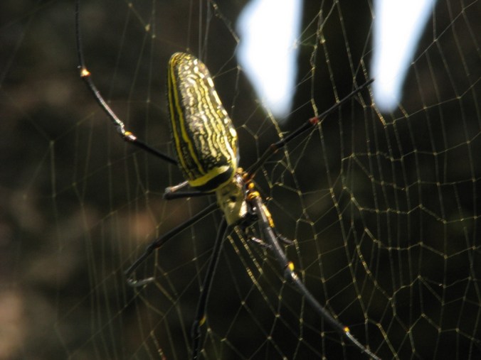 biggest spider from periyar 