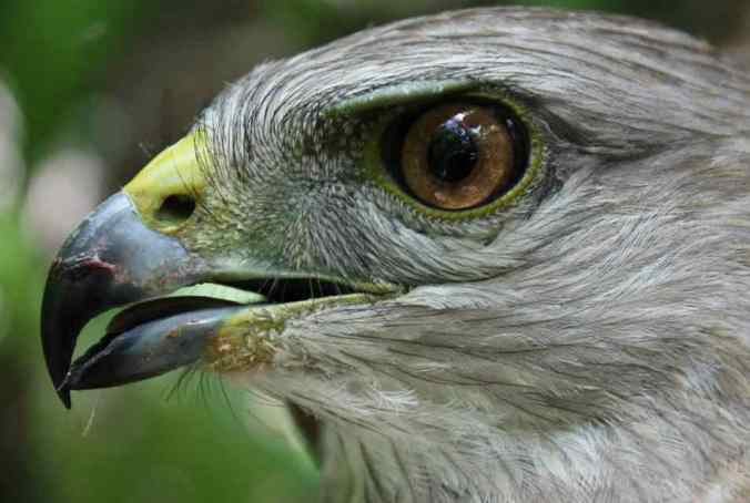Ridgway's Hawk by Justin Proctor - La Paz Group