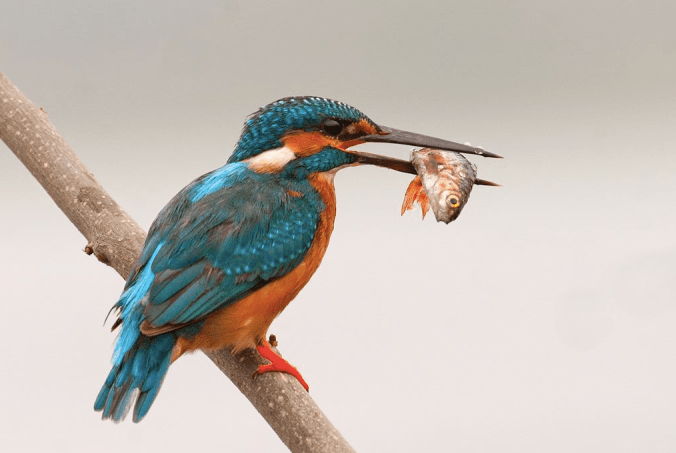 Common Kingfisher by Sudhir Shivaram - La Paz Group