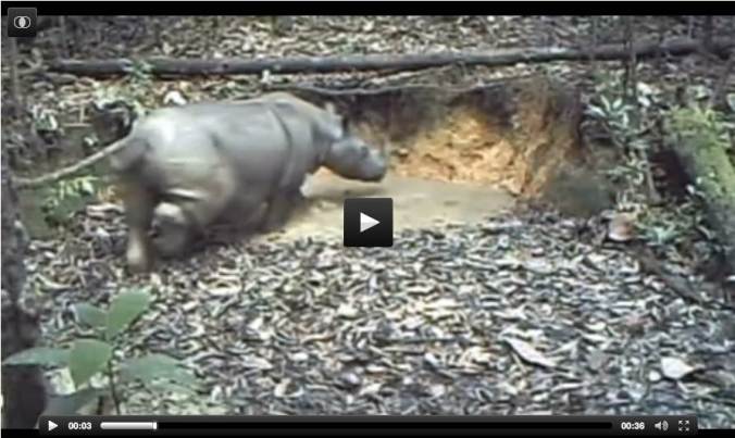Scientists have captured video of a Sumatran rhino, once thought to have been wiped out, in the Kalimantan forest in Indonesia. In footage captured by the WWF, the animal can be seen bathing in a puddle and scurrying among trees. The video proves the charity's efforts to preserve the species have had some impact