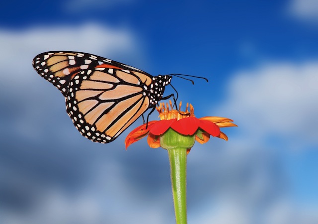 Image © Doug Lemke | Shutterstock