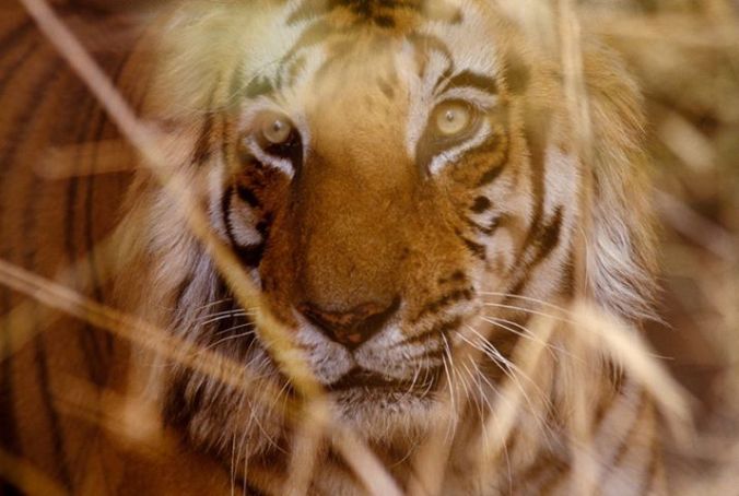 Sita, National Geographic 