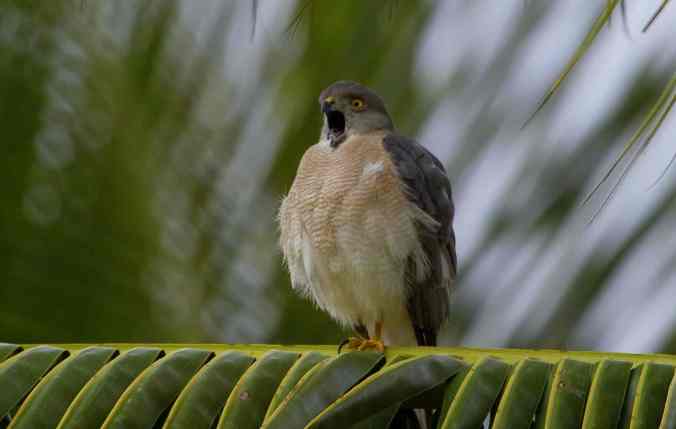 Shikra by Anukash - La Paz Group
