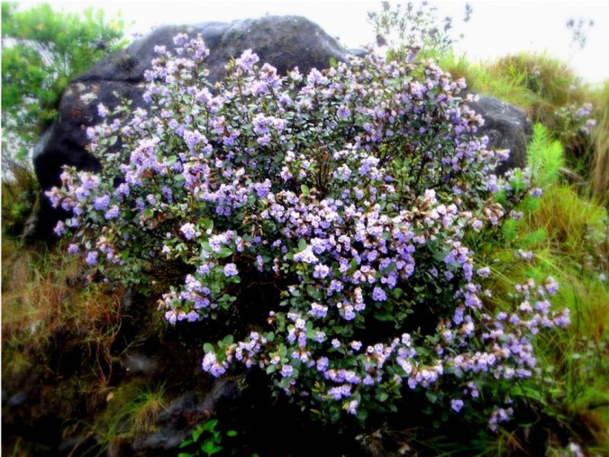 Strobilanthes kunthiana