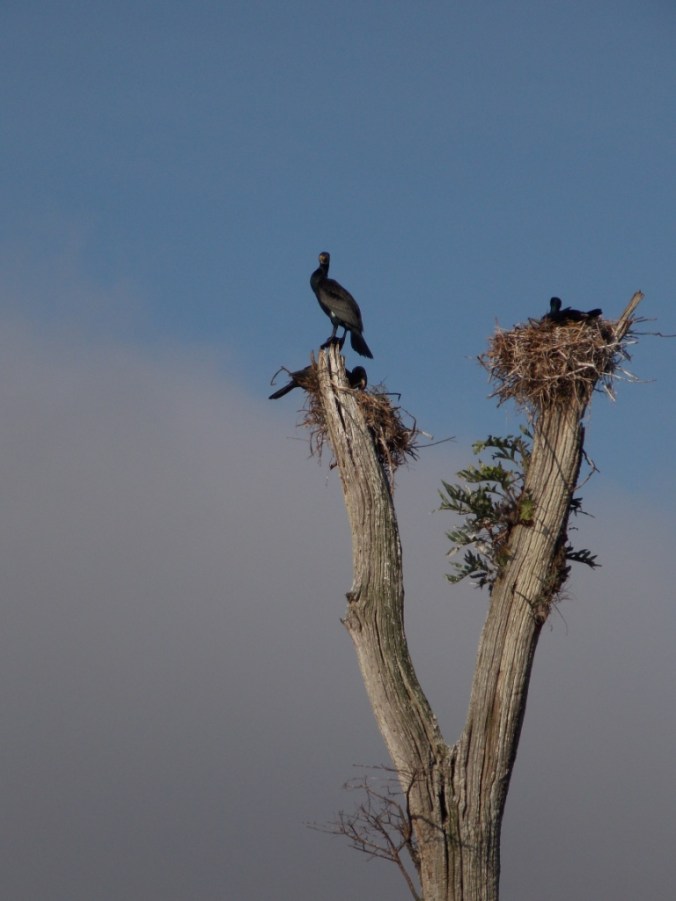 cormoront the great divers 