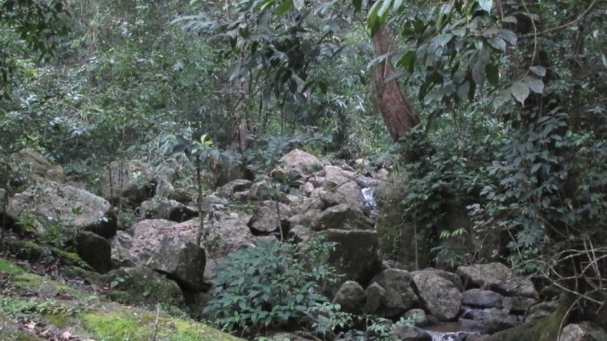 semi evergreen forest