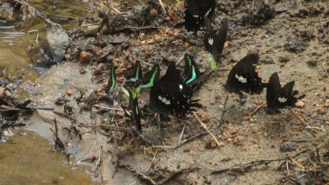 Butterflies Mud-puddling 