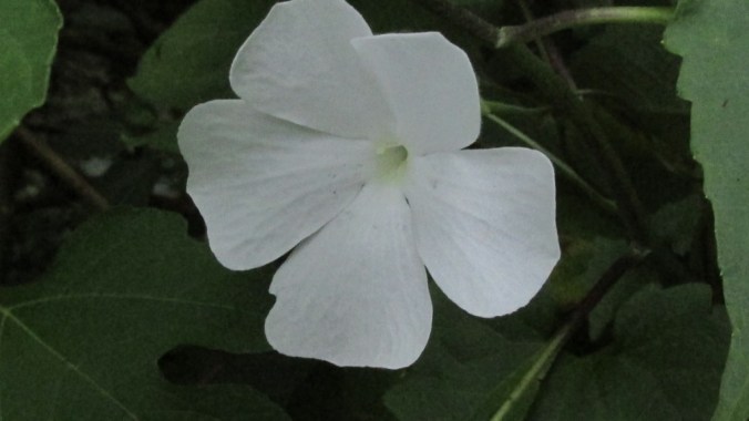 Thunbergia fragrans