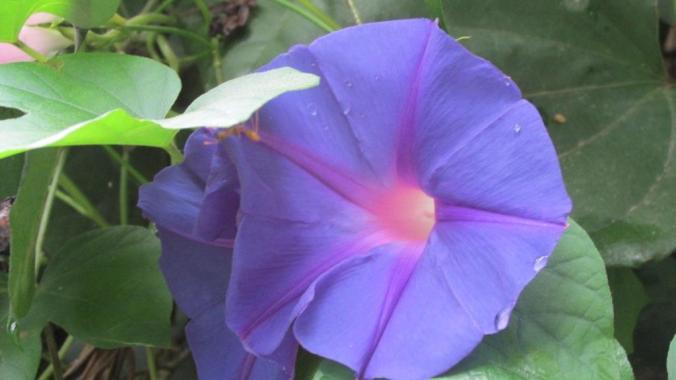 Ipomoea nil
