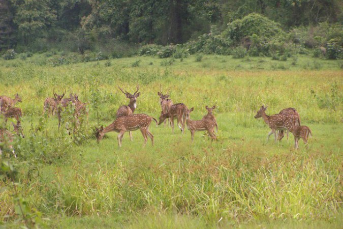 Spotted Deer