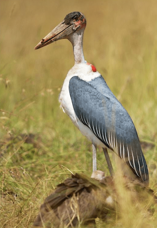 Marabou Stork by Srinivasa Adepalli - Organikos