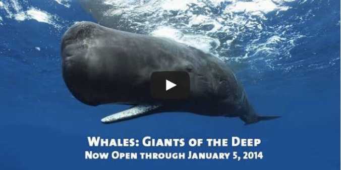 Screen Shot 2013-11-04 at 6.31.12 PM