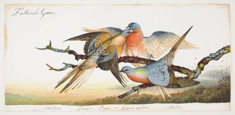 In his new book about the passenger pigeon, the naturalist Joel Greenberg sets out to answer a puzzling question: How could the bird go from a population of billions to zero in less than fifty years? Painting by Walton Ford.