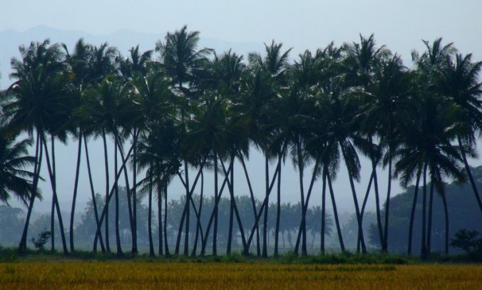 Photo credits :Ramesh Kidangoor