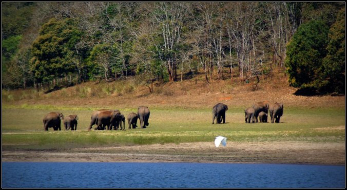 Periyar lake side