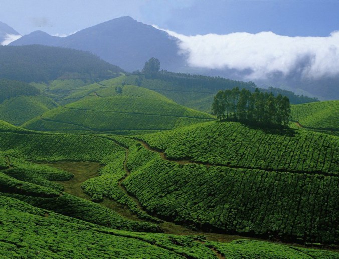 Photo credits- Ramesh Kidangoor